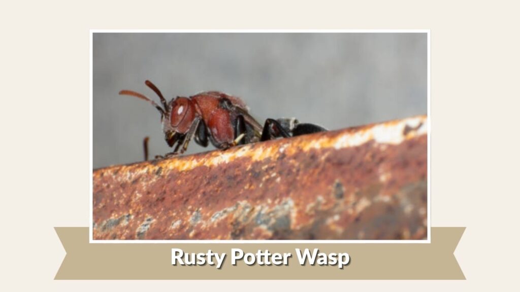 Rusty Potter Wasp