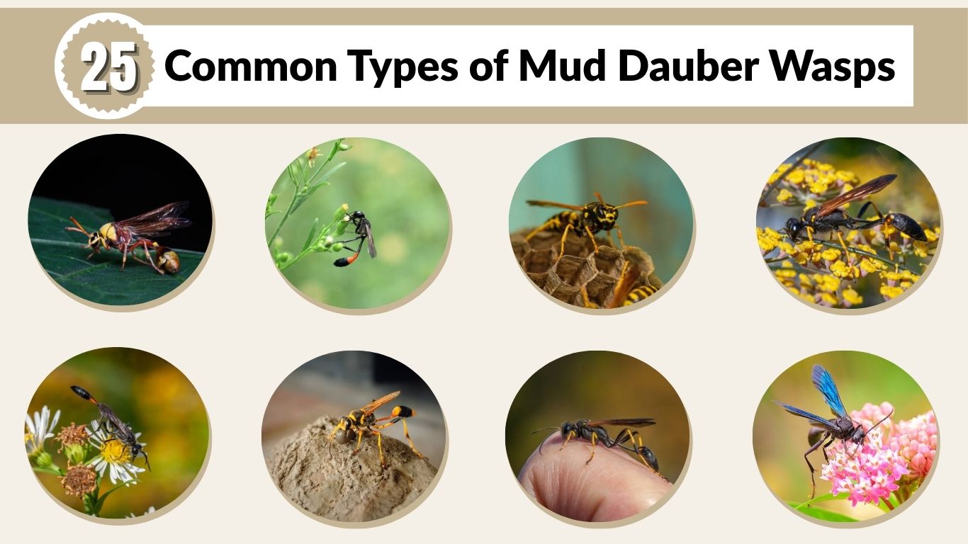 25 Common Types of Mud Dauber Wasps: Identification & Pictures