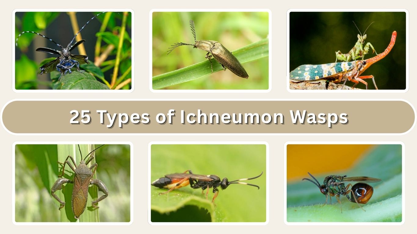25 Types of Ichneumon Wasps: Identification with Pictures