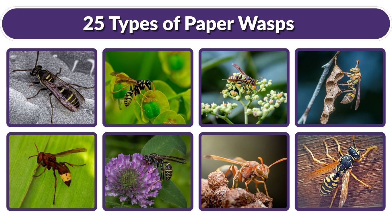 25 Types of Paper Wasps: Species Identification Guide