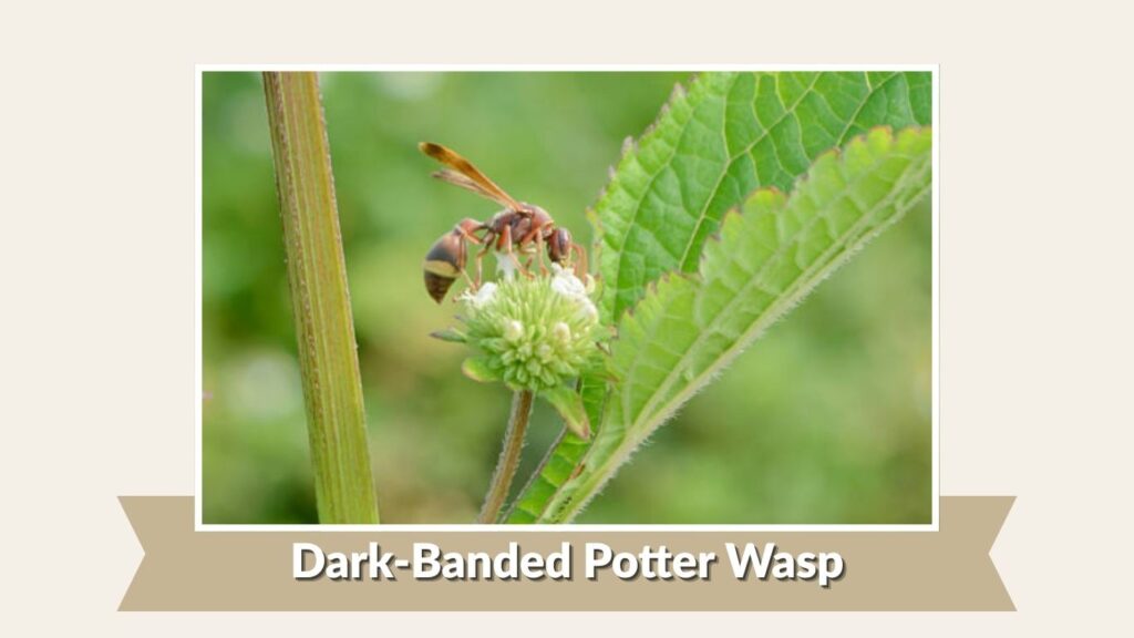 Dark-Banded Potter Wasp