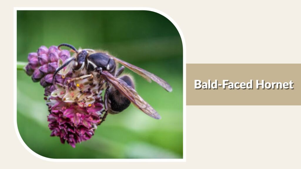 Bald-Faced Hornet