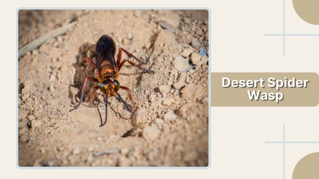 Desert Spider Wasp