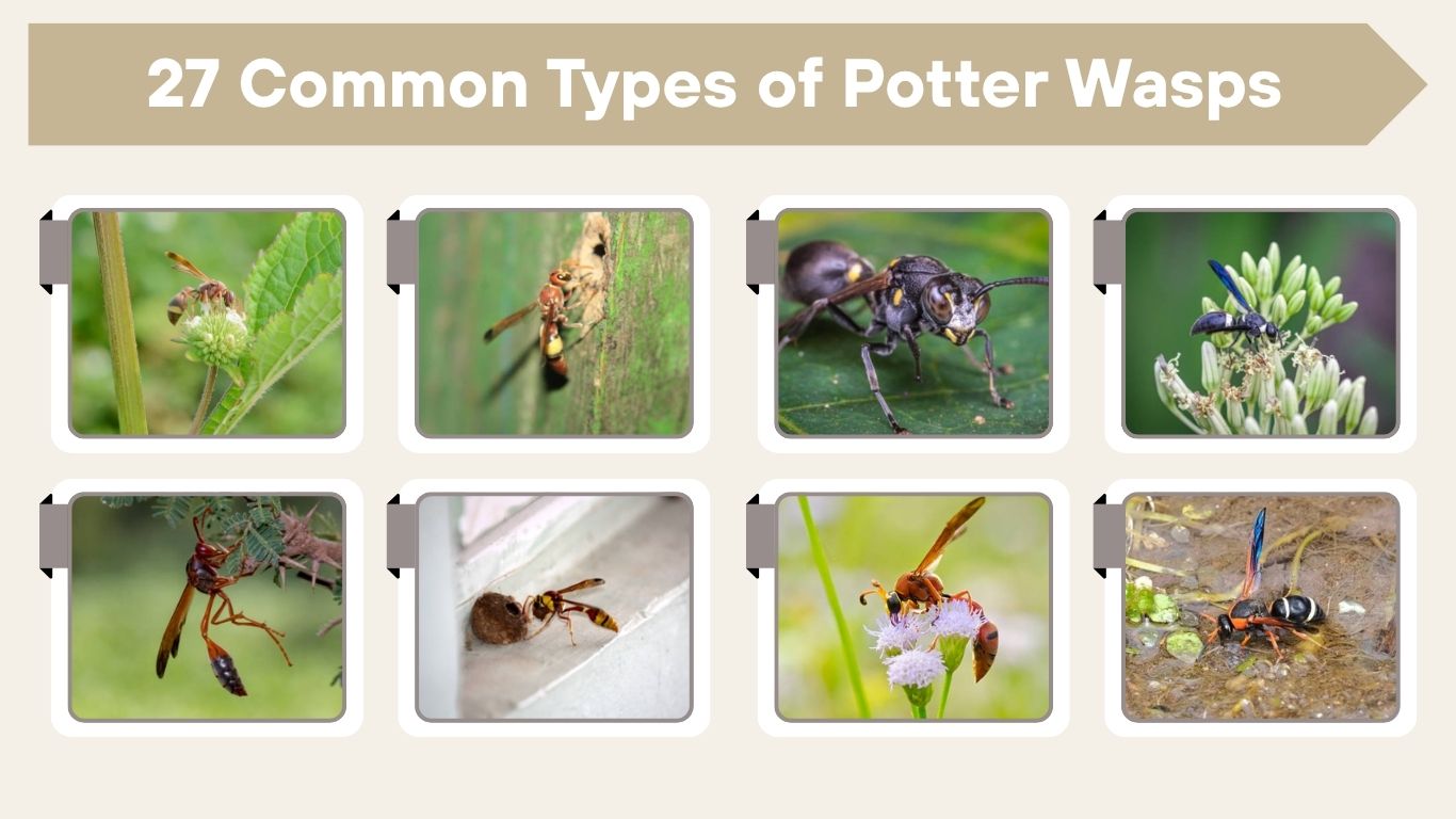 27 Common Types of Potter Wasps: Id, Pictures and Facts