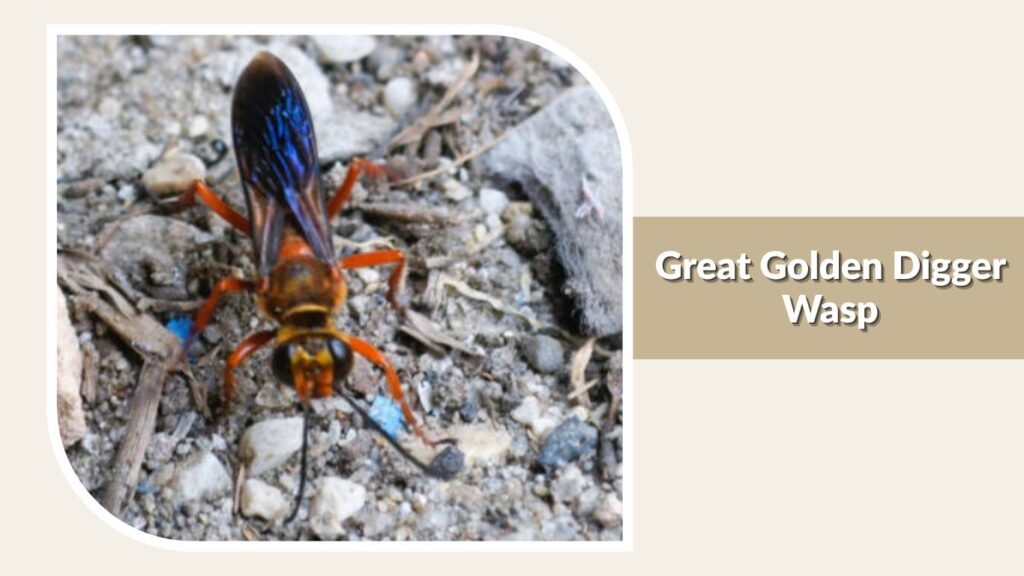 Great Golden Digger Wasp