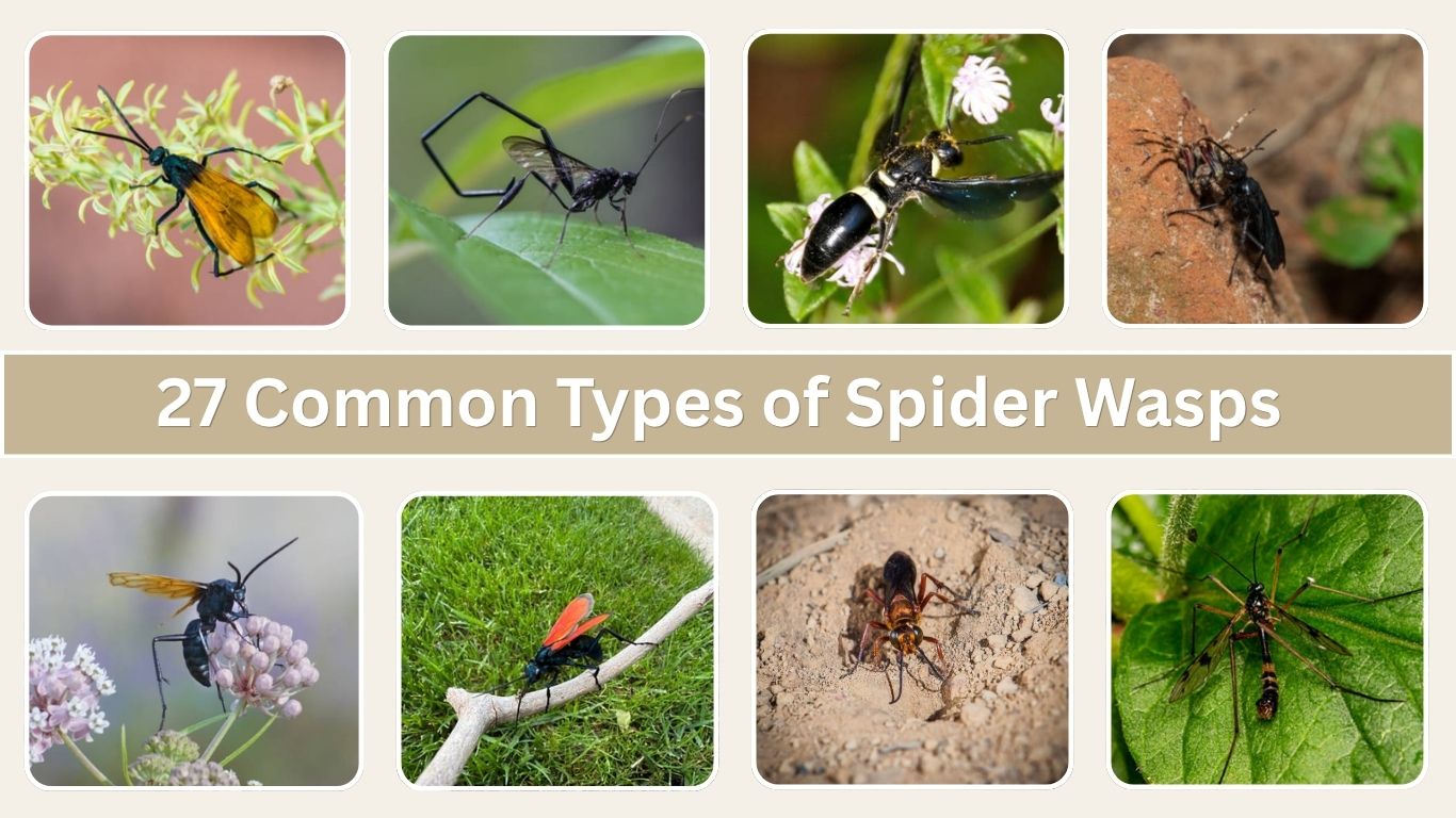 27 Common Types of Spider Wasps: Different Species Identification