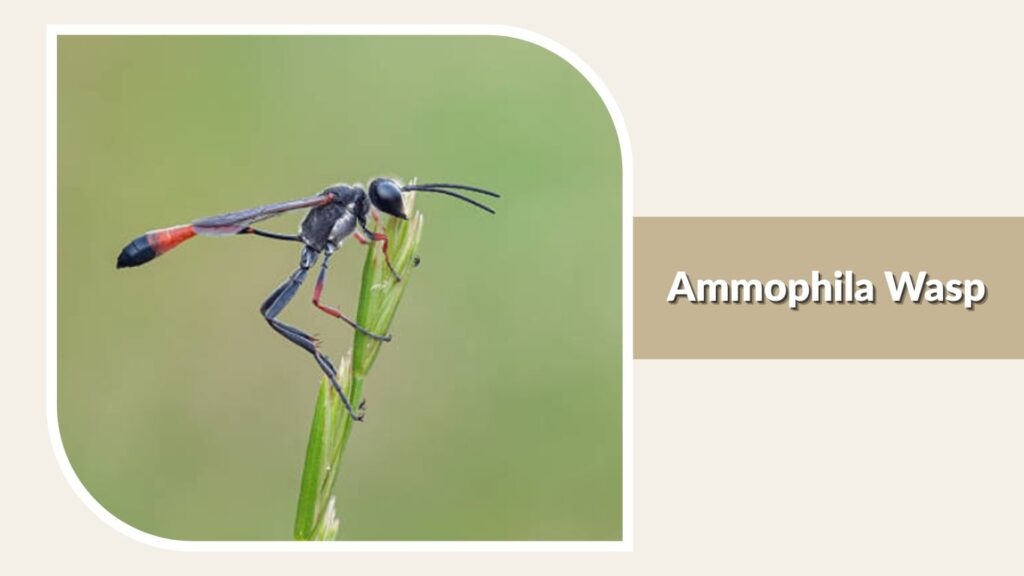 Ammophila Wasp