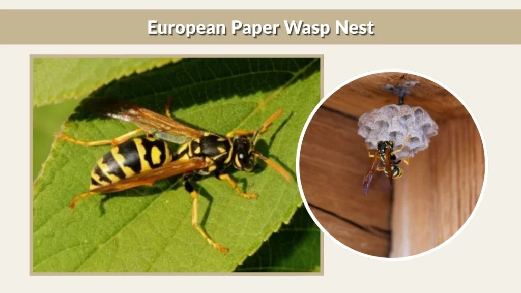 European Paper Wasp Nest