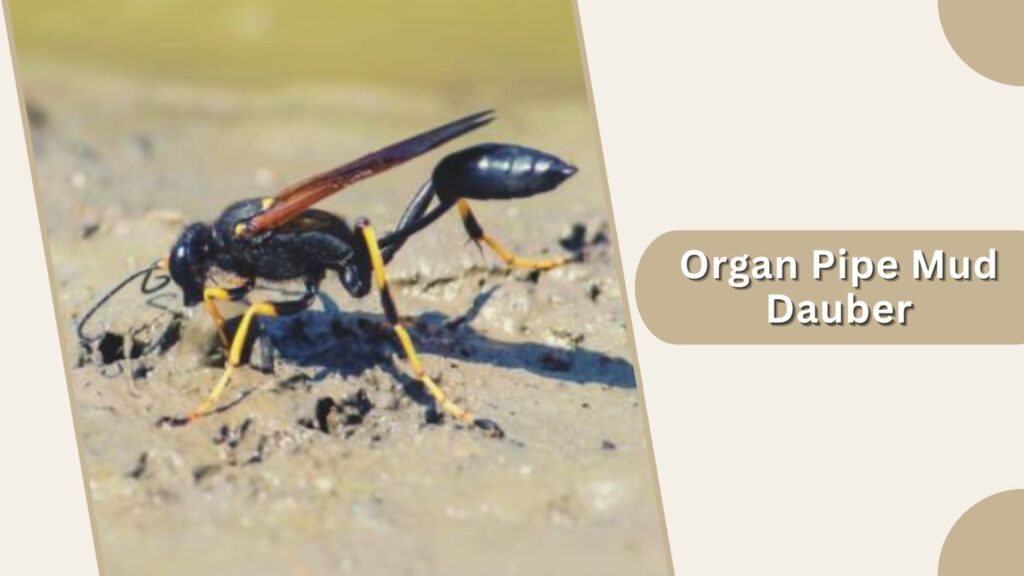 Organ Pipe Mud Dauber