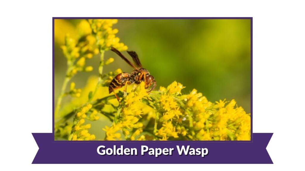 Golden Paper Wasp