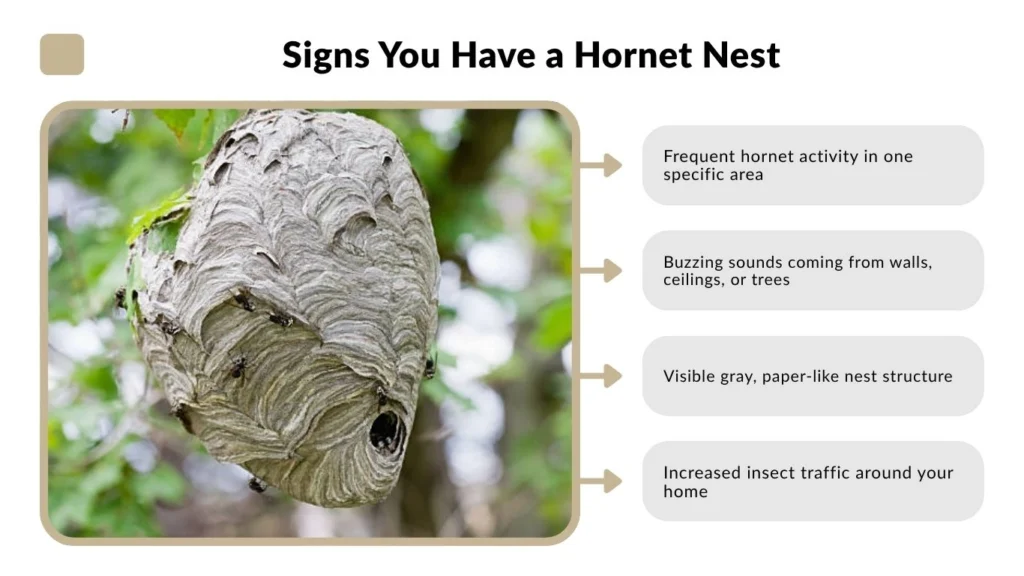 Signs You Have a Hornet Nest