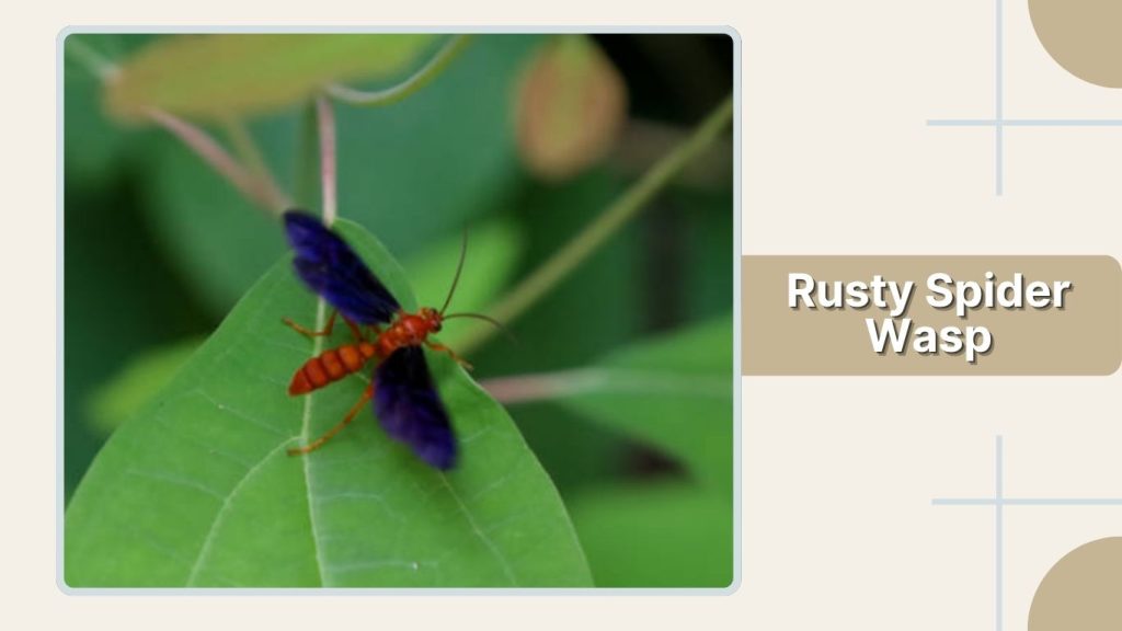 Rusty Spider Wasp