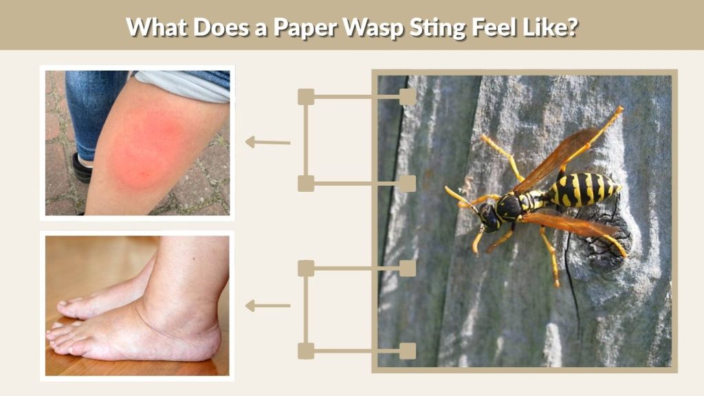 What Does a Paper Wasp Sting Feel Like?