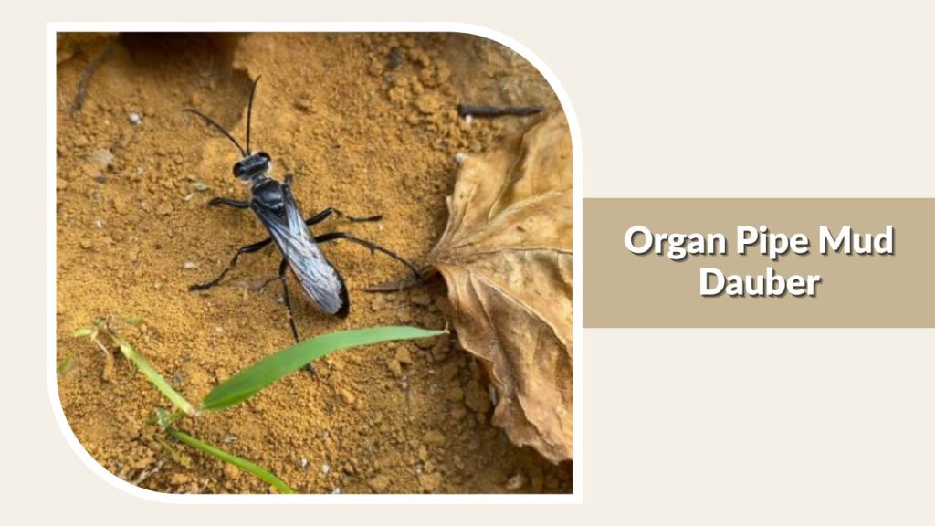 Organ Pipe Mud Dauber