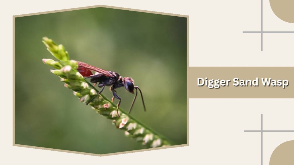 Digger Sand Wasp