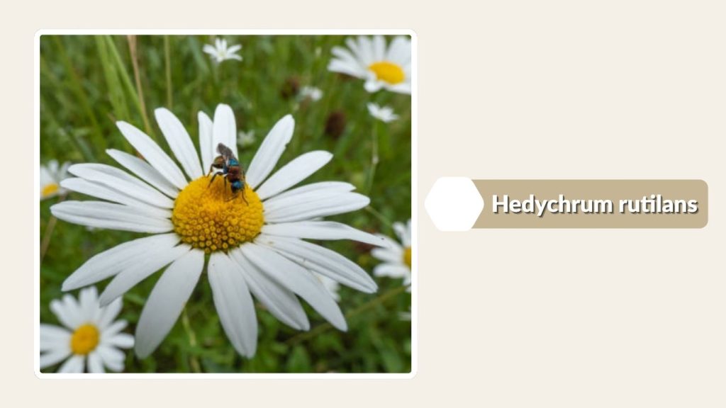  Hedychrum rutilans