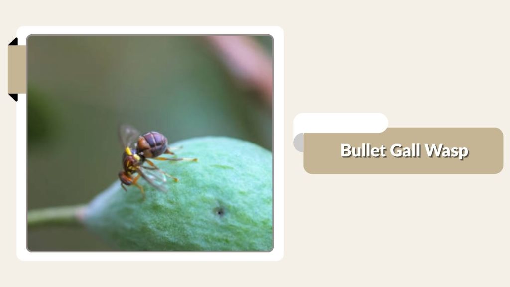 Bullet Gall Wasp