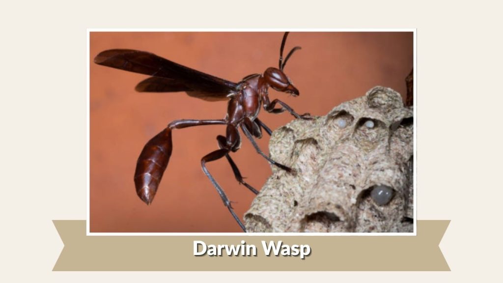 Darwin Wasp