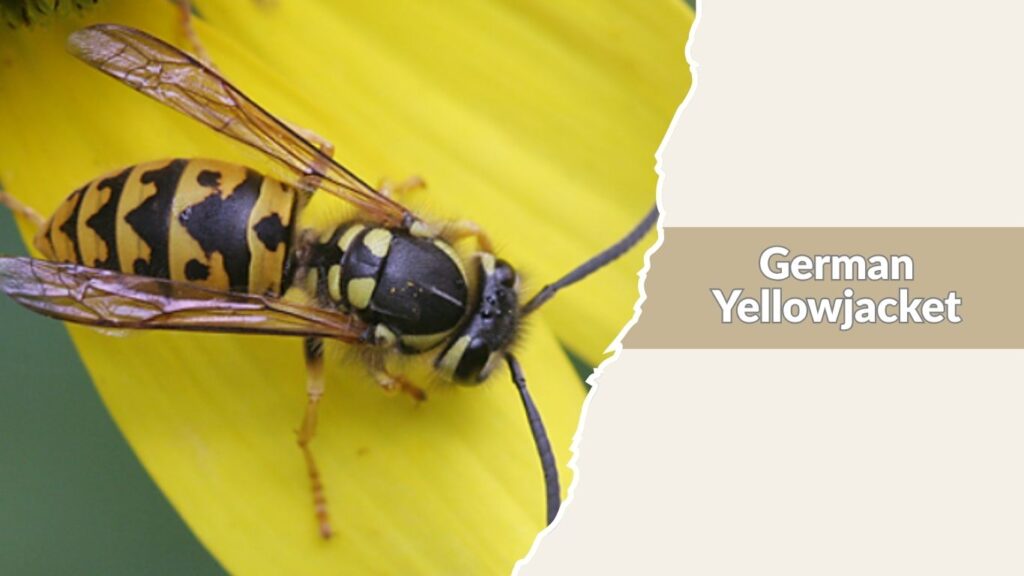 German Yellowjacket