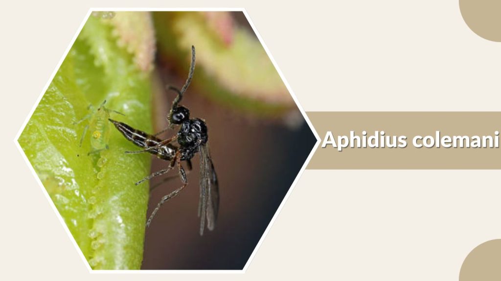 Aphidius colemani