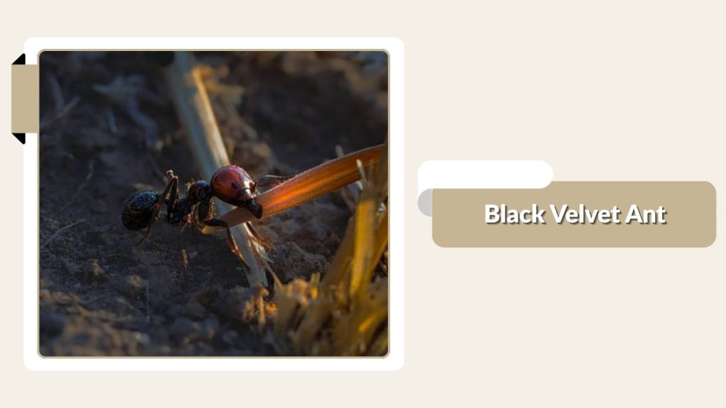 Black Velvet Ant