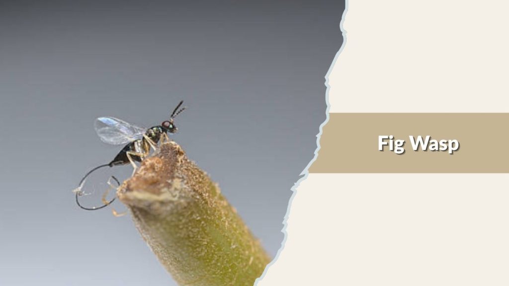 Fig Wasp