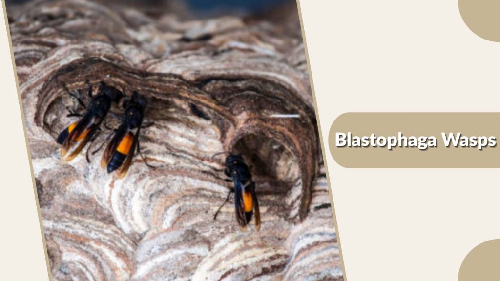 Blastophaga Wasps
