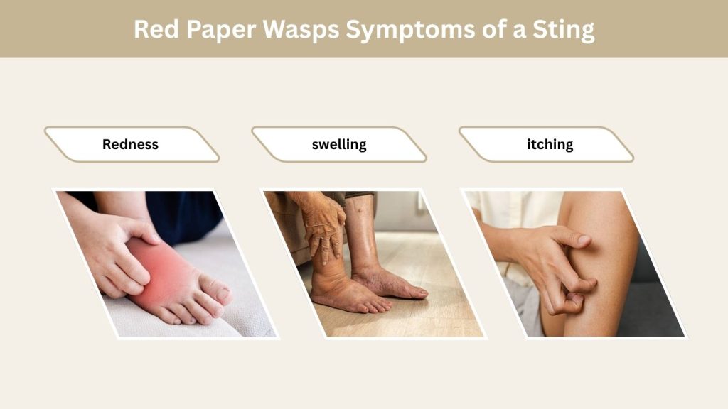 Red Paper Wasps Symptoms of a Sting