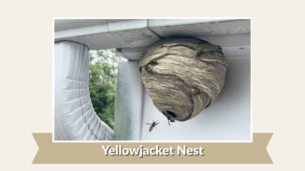 Yellowjacket Nest