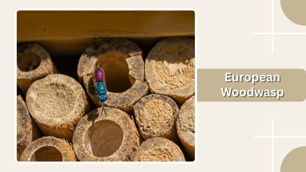 European Woodwasp