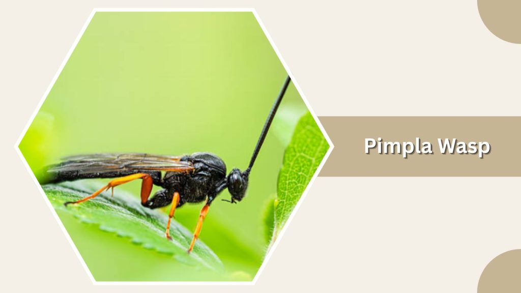 Pimpla Wasp
