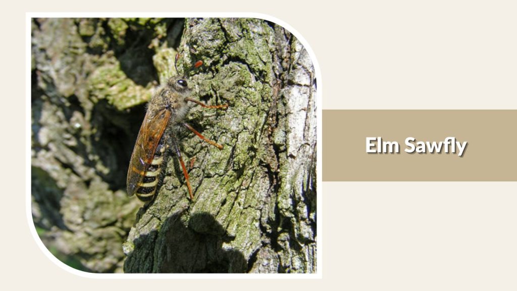 Elm Sawfly