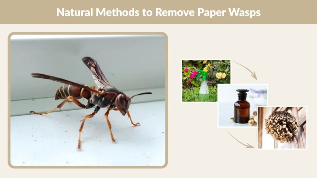 Natural Methods to Remove Paper Wasps