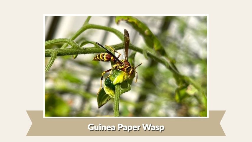 Guinea Paper Wasp