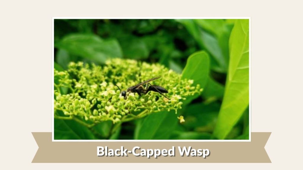 Black-Capped Wasp