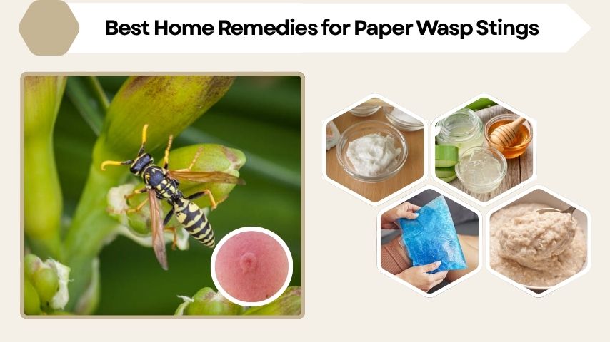 Best Home Remedies for Paper Wasp Stings