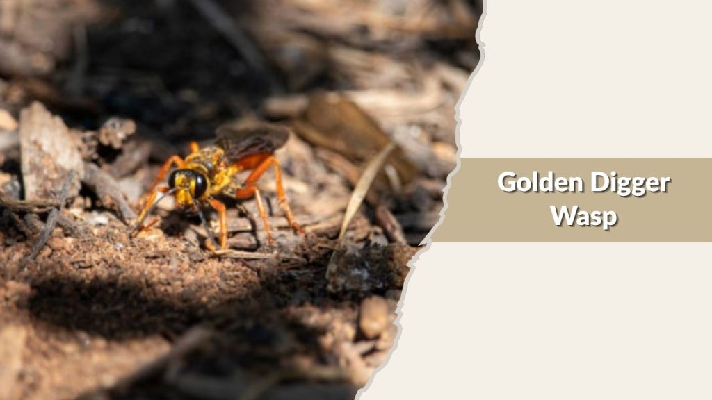 Golden Digger Wasp
