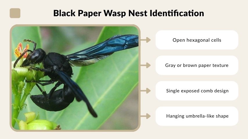 Black Paper Wasp Nest Identification