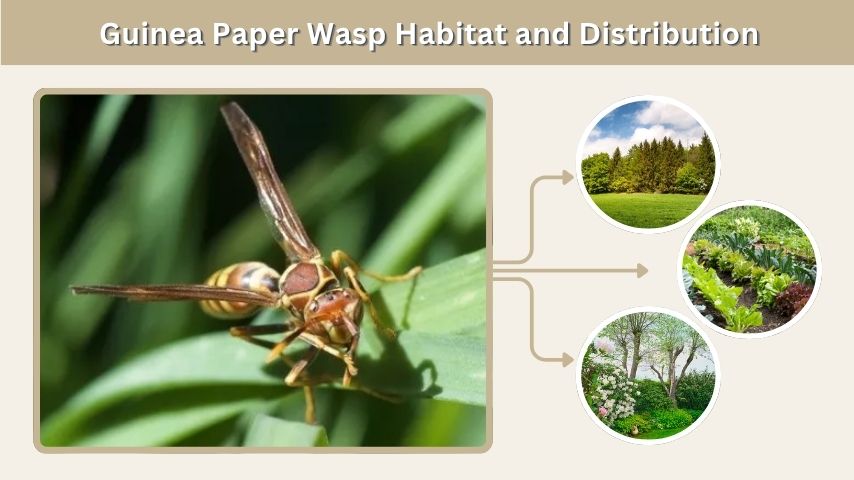 Guinea Paper Wasp Habitat and Distribution