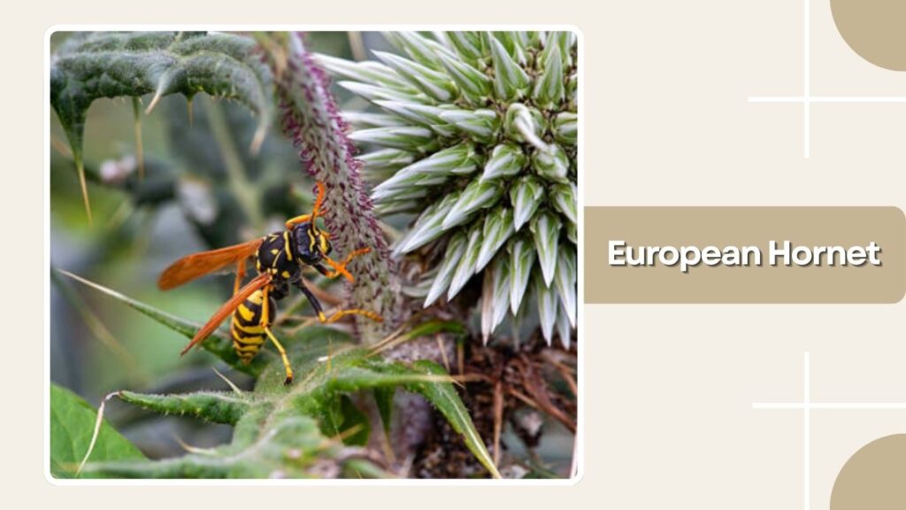 European Hornet