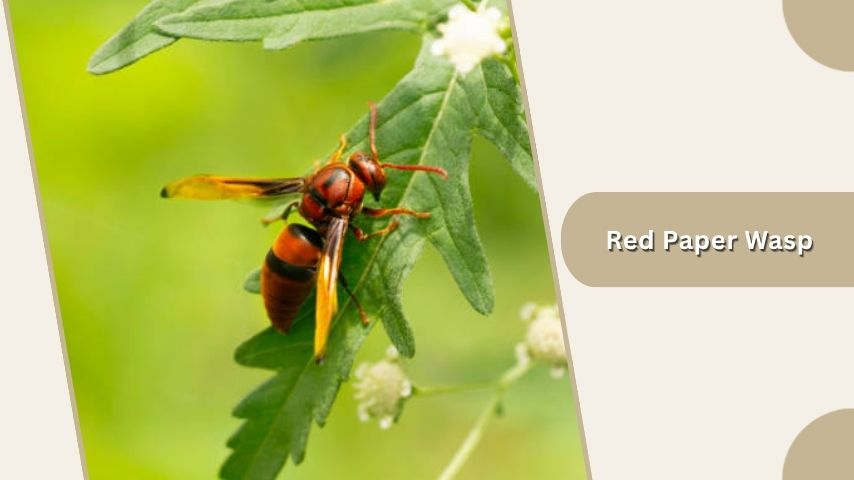 Red Paper Wasp