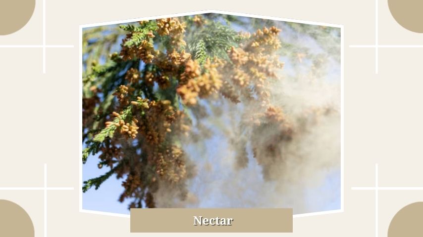 Nectar