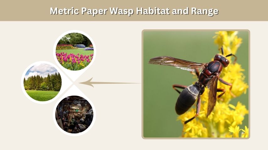 Metric Paper Wasp Habitat and Range