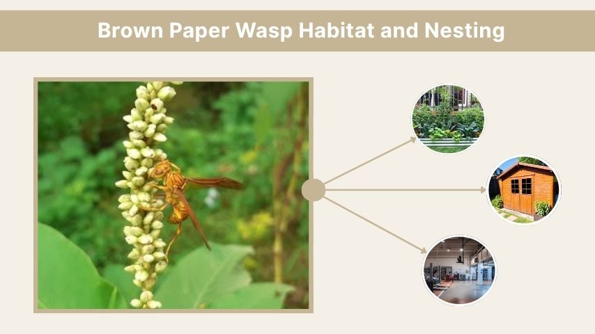 Brown Paper Wasp Habitat and Nesting