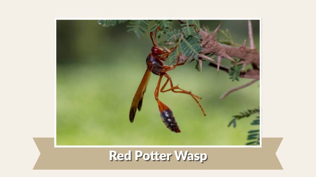 Red Potter Wasp
