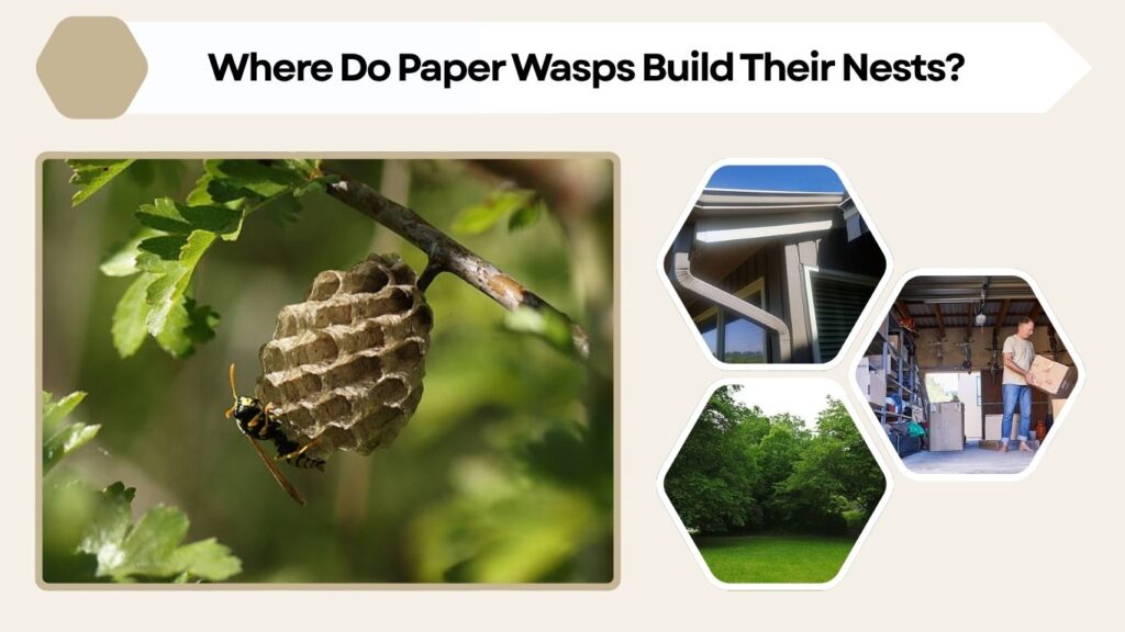 Where Do Paper Wasps Build Their Nests?
