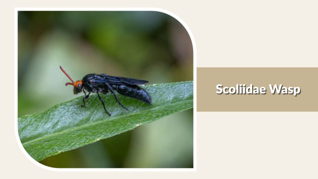 Scoliidae Wasp