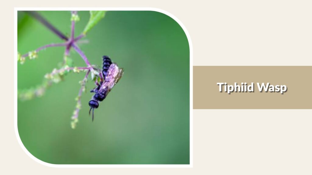 Tiphiid Wasp