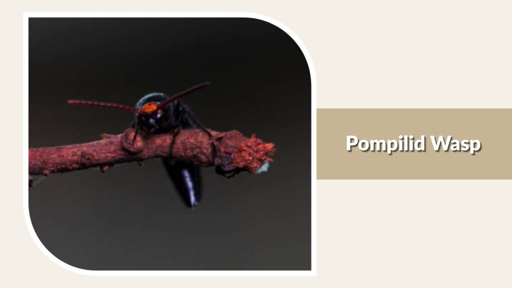 Pompilid Wasp