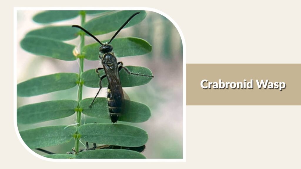 Crabronid Wasp